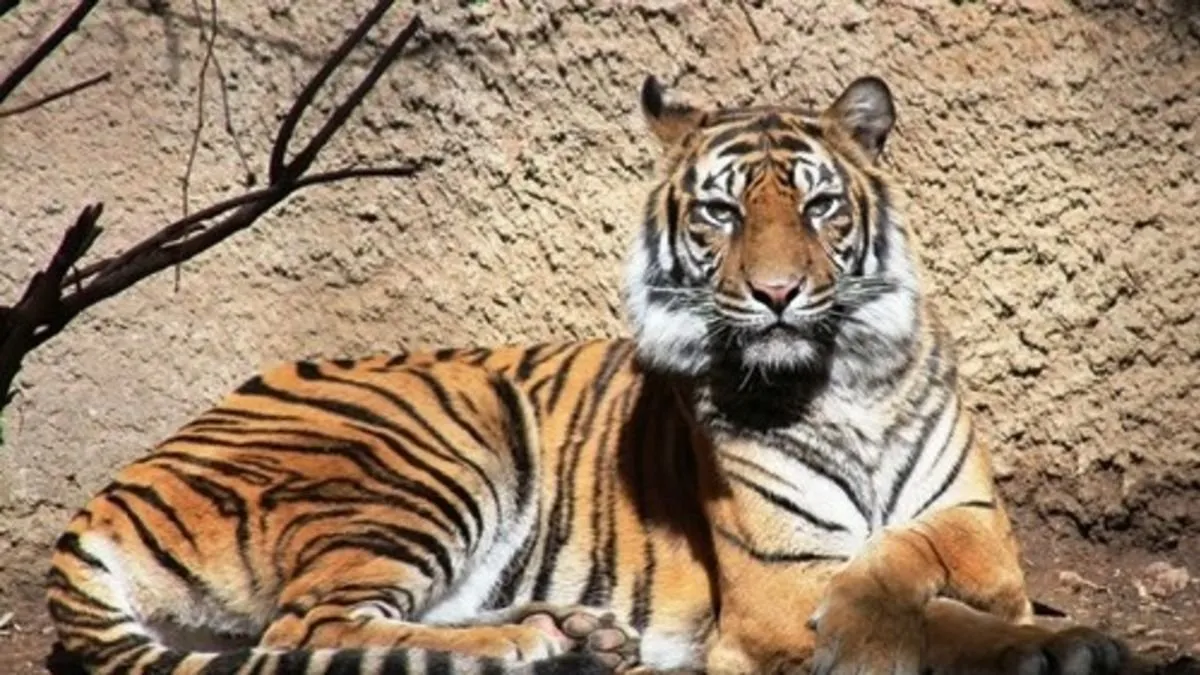 Tiger Female.jpg