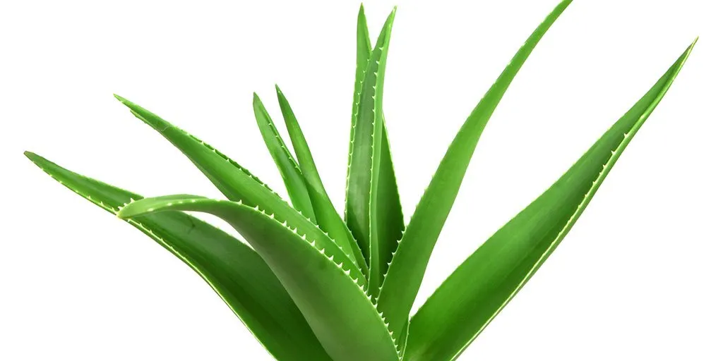Alovera