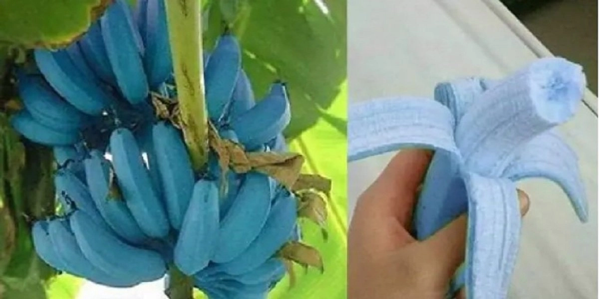 Blue Banana.jpg