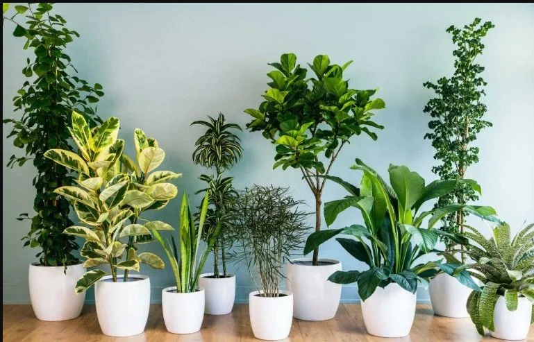 Plant