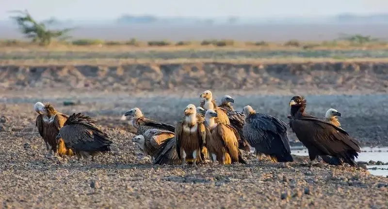 Vultures.jpg
