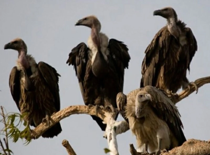 Vulture