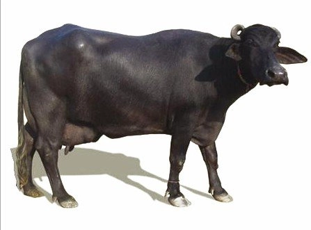 Buffalo.jpg