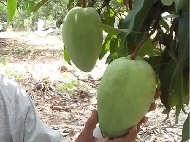 Mango Noorjaha.jpg
