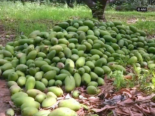 Mangoharvest.jpg
