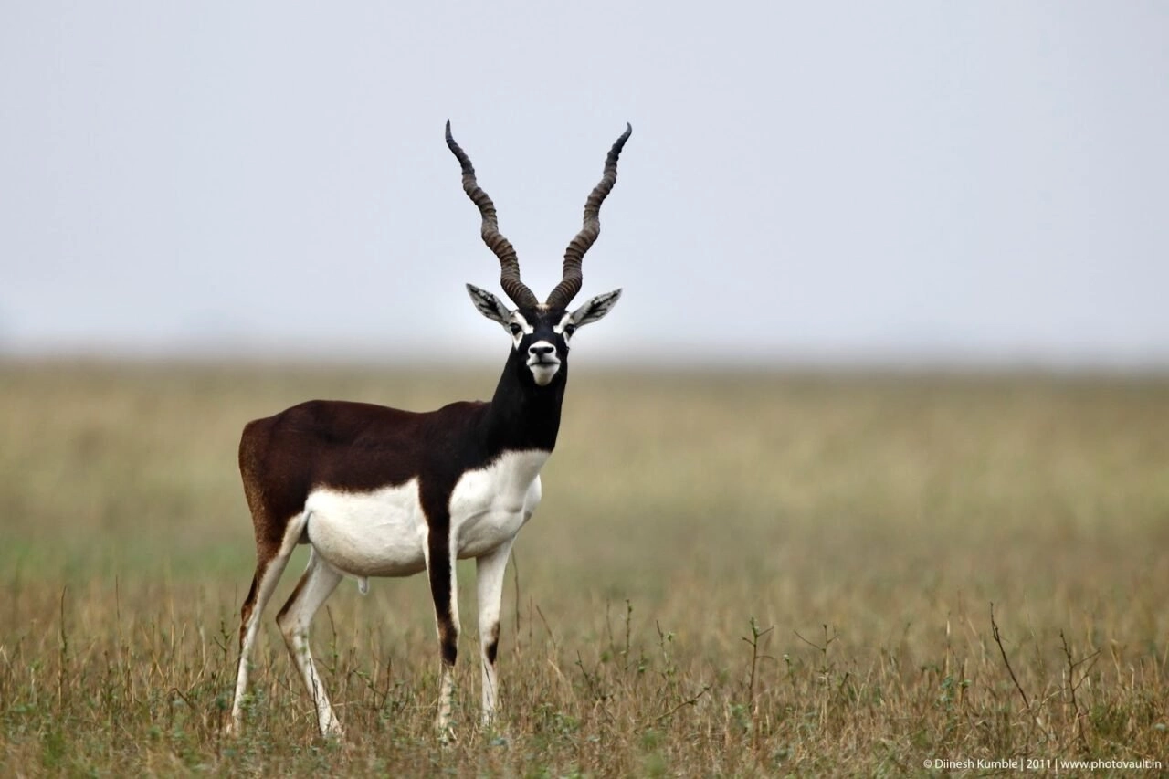 DK Blackbuck