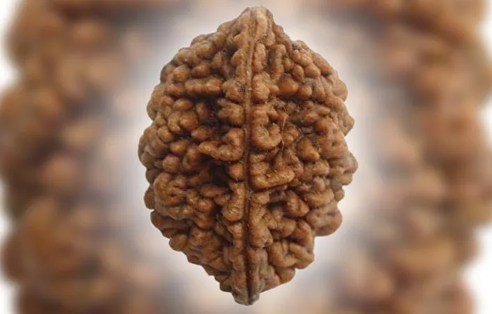 Be Mukhi Rudrax