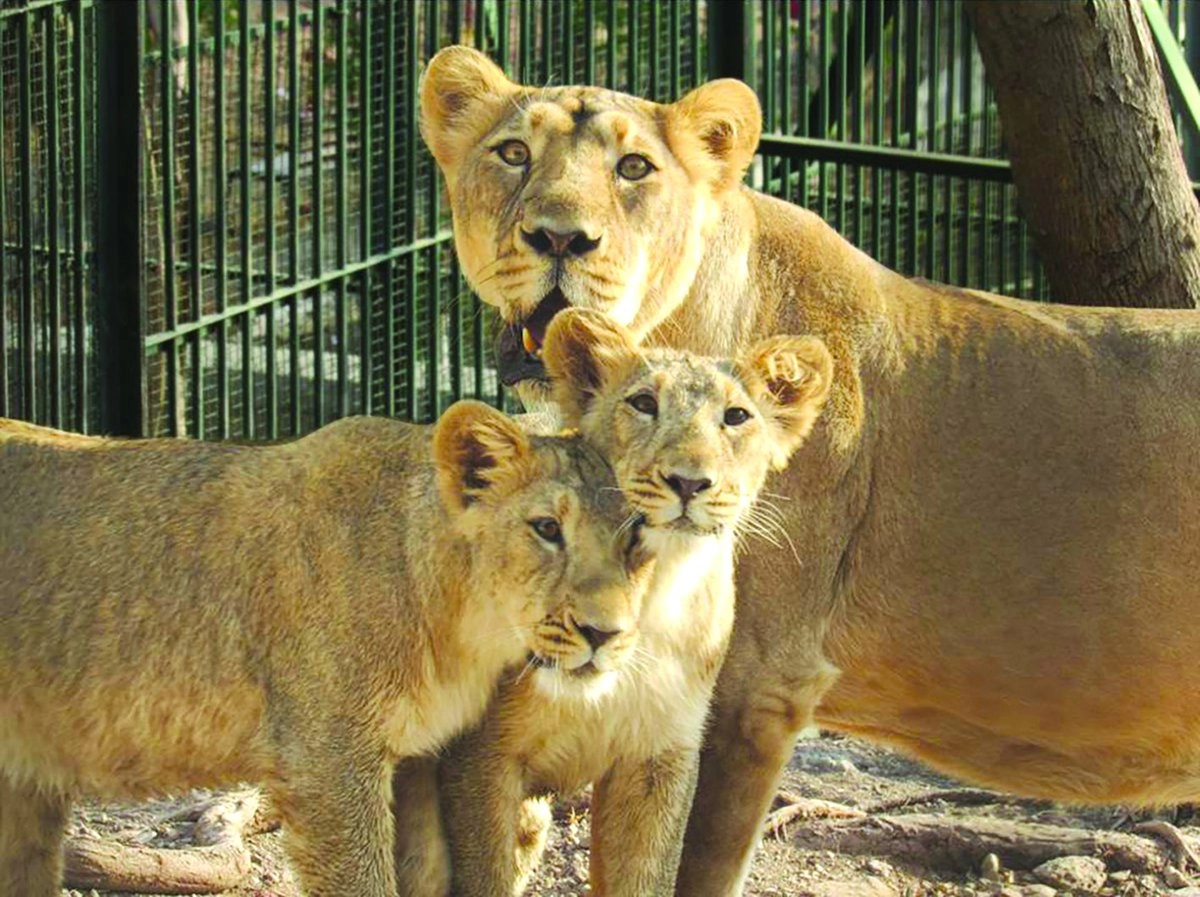 Lion 5