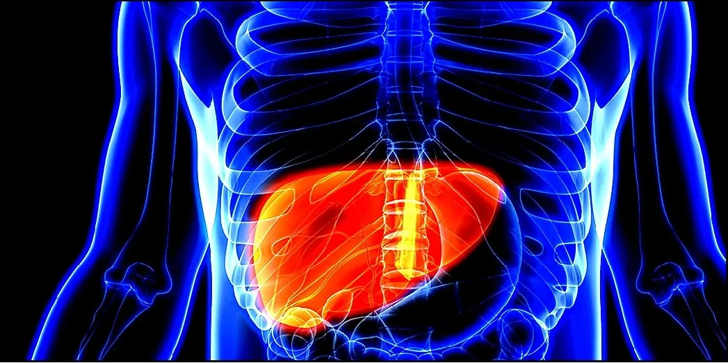 Liver 1
