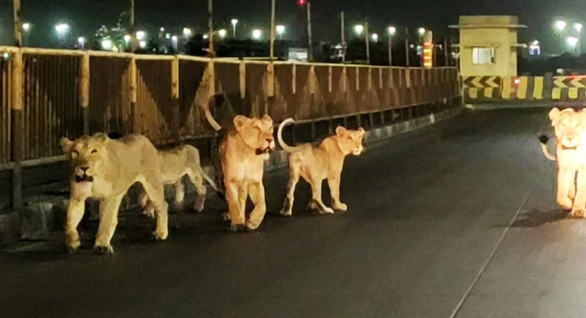 rajula lions