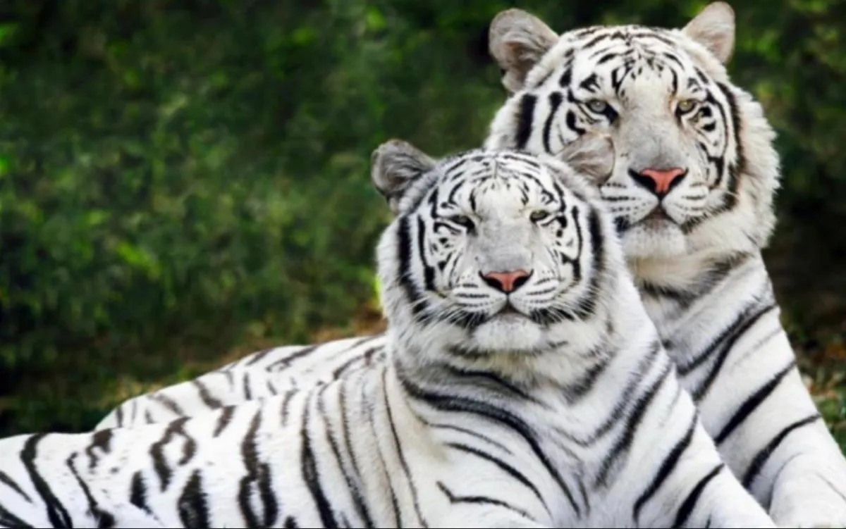 White Tiger.jpg