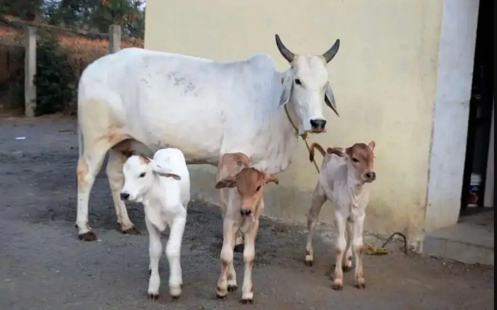 Cow 1