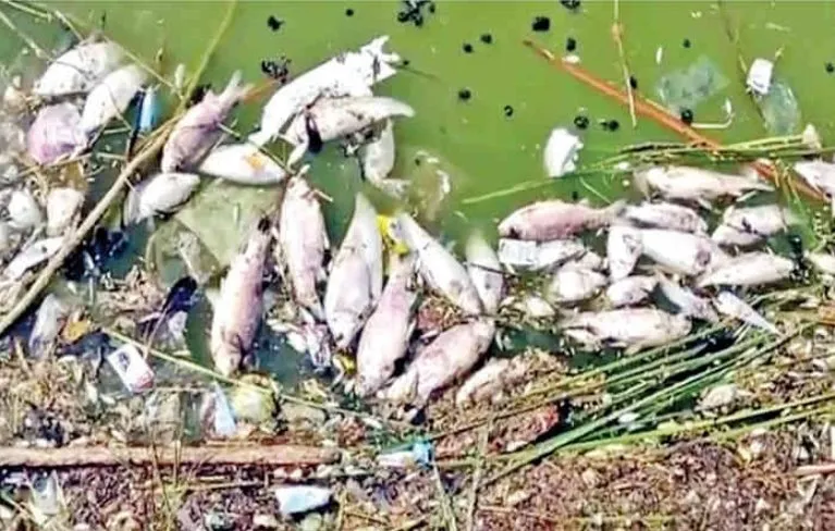 Fish Dead