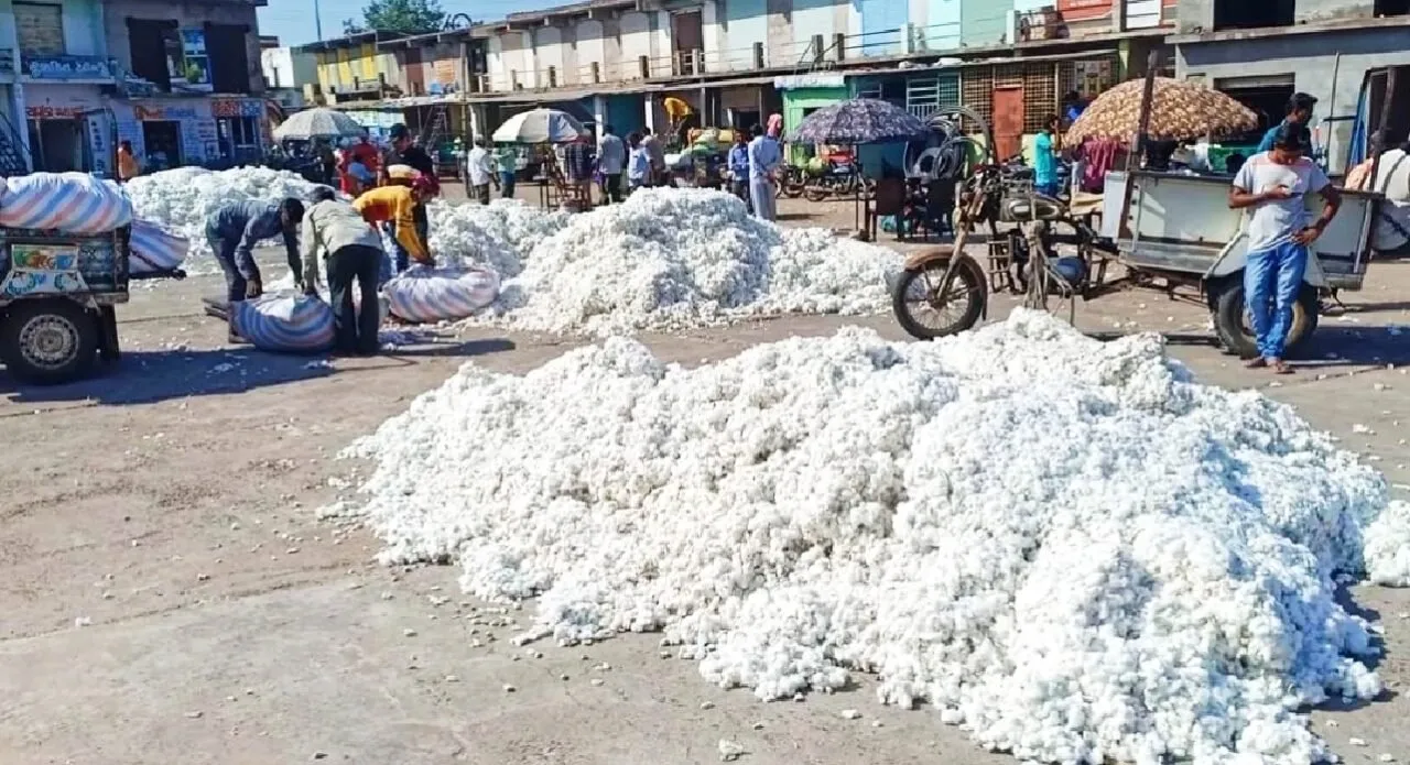 Kapas Cotton