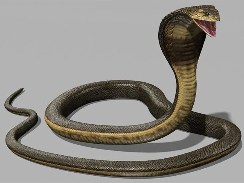 Snakes Saap 1