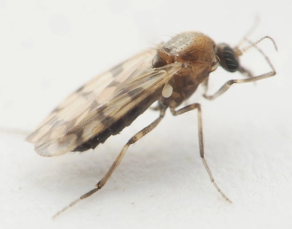 Ceratopogonidae.jpg