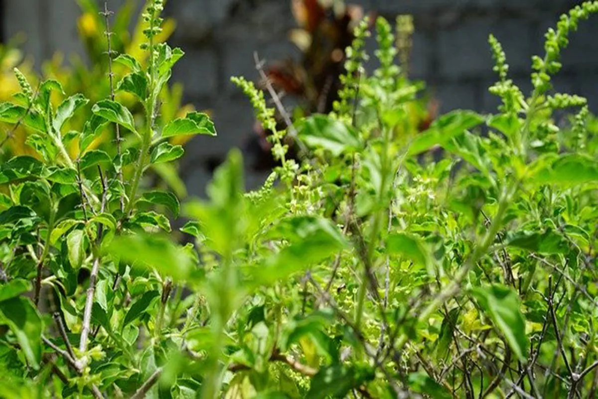 Holy Tulsi Plant