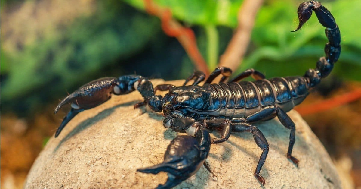 Scorpion on rock