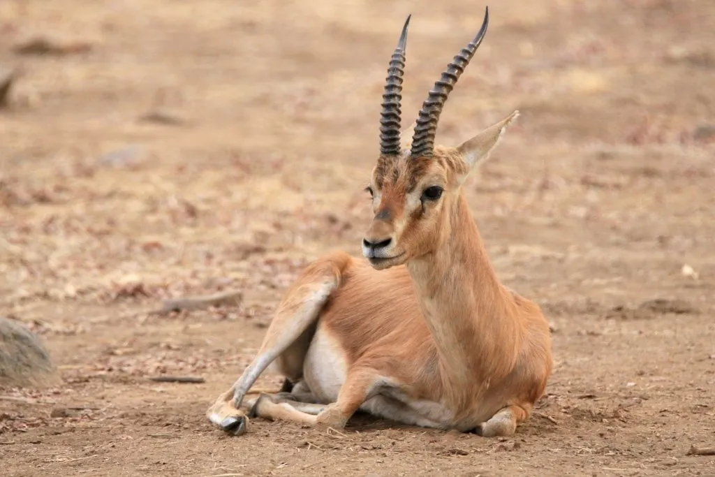 Chinkara 1.Jpeg