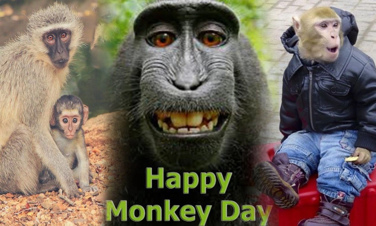 monkey day.jpg