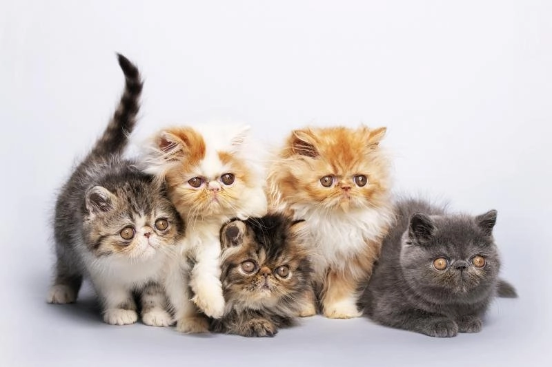 326024 800x533 persian kittens.jpg