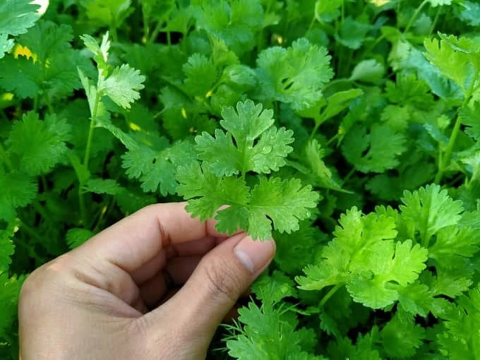 coriander 3 min.jpg