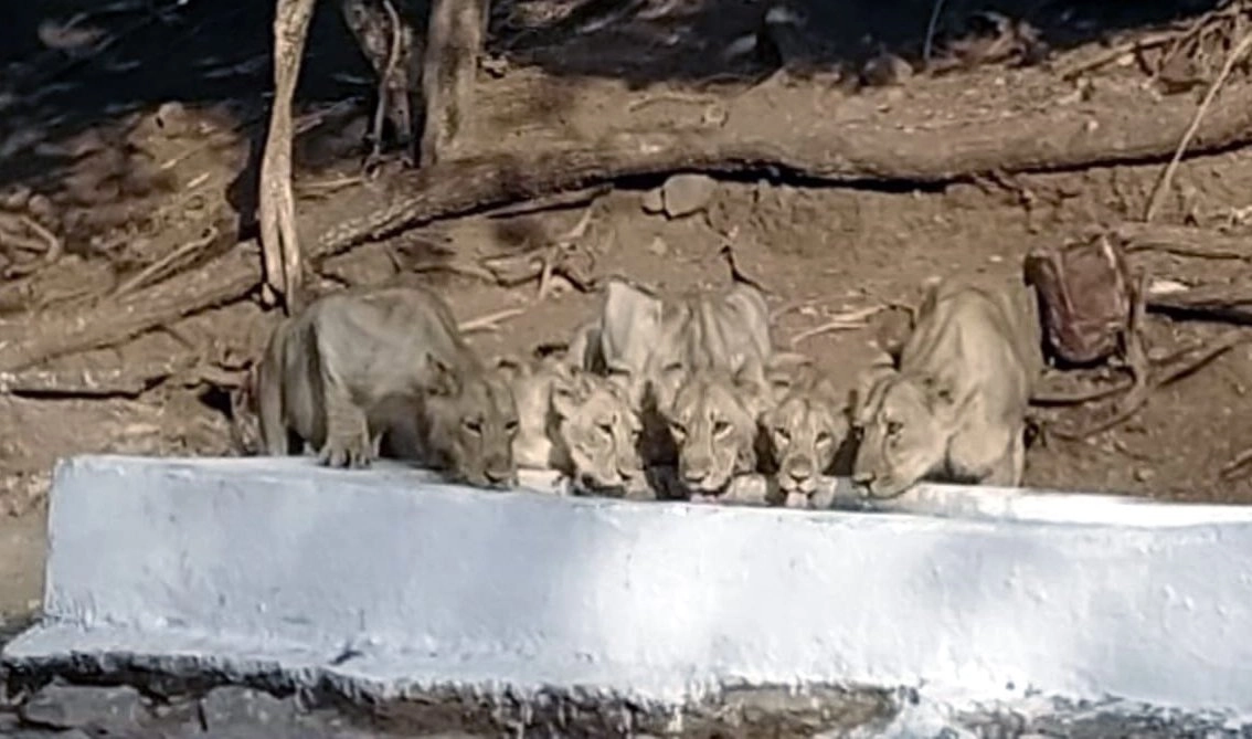 lion Drinking water 1.jpg