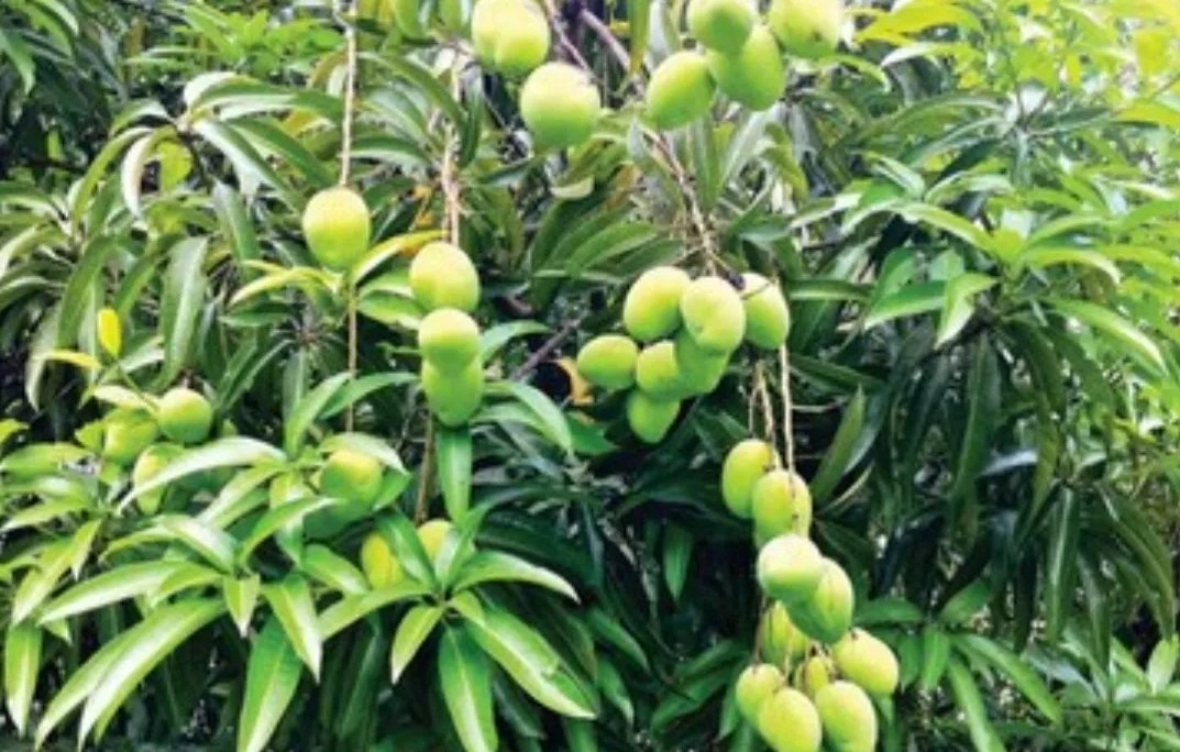 mangoes keri