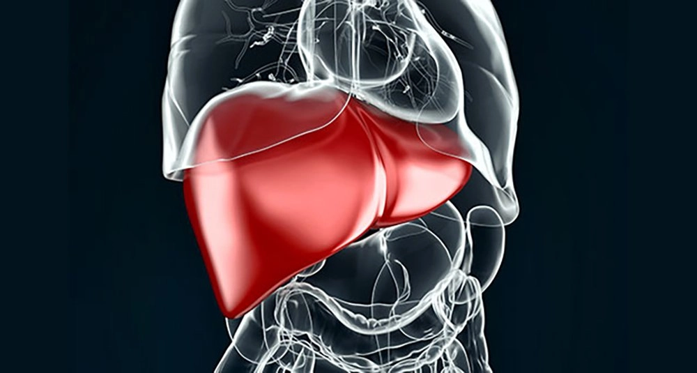 Liver