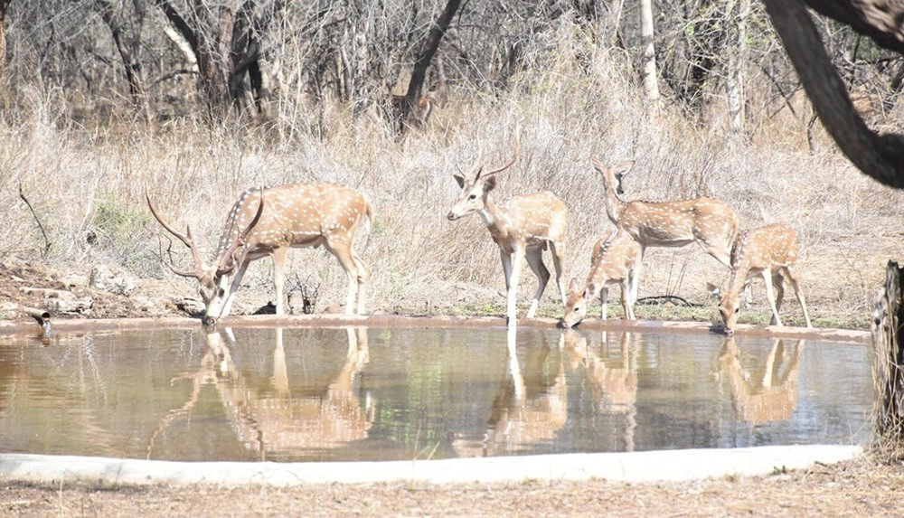 Devaliya safari park 5.jpg