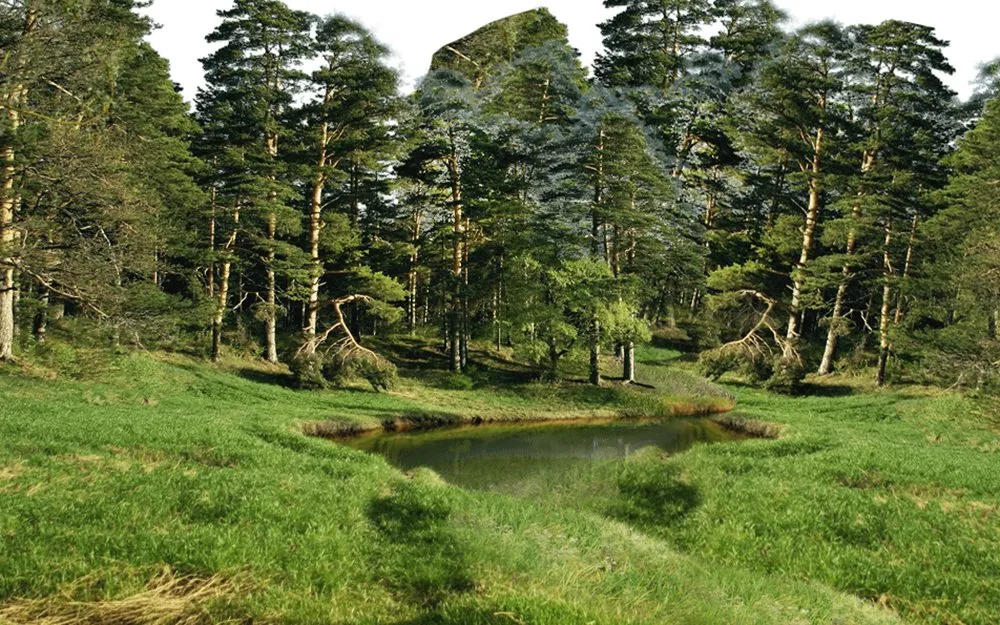 Forest