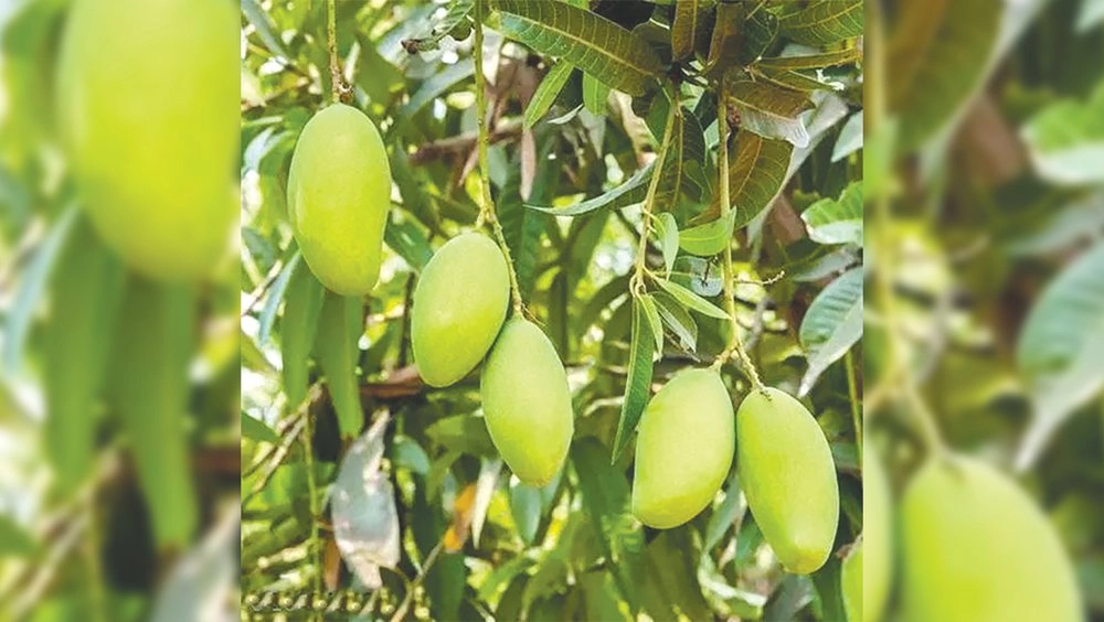 keri mangoes.jpg