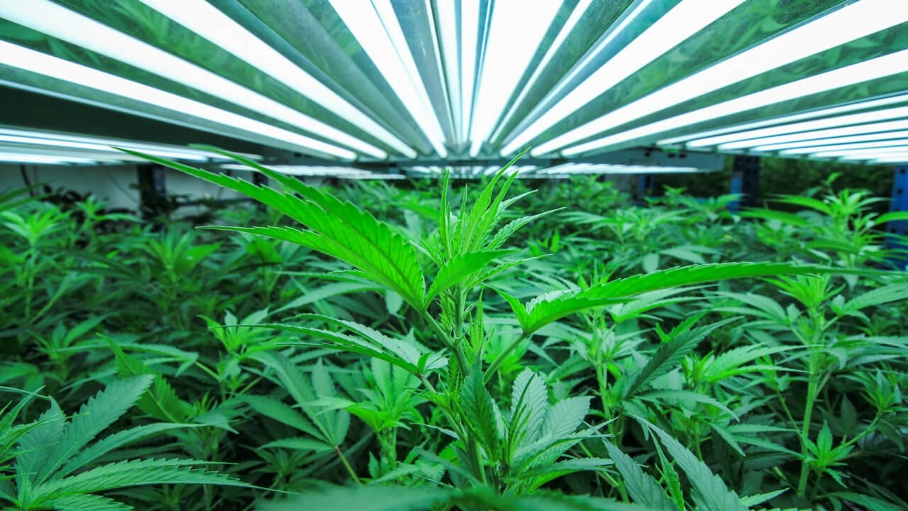 Dantherm cannabis web.jpg