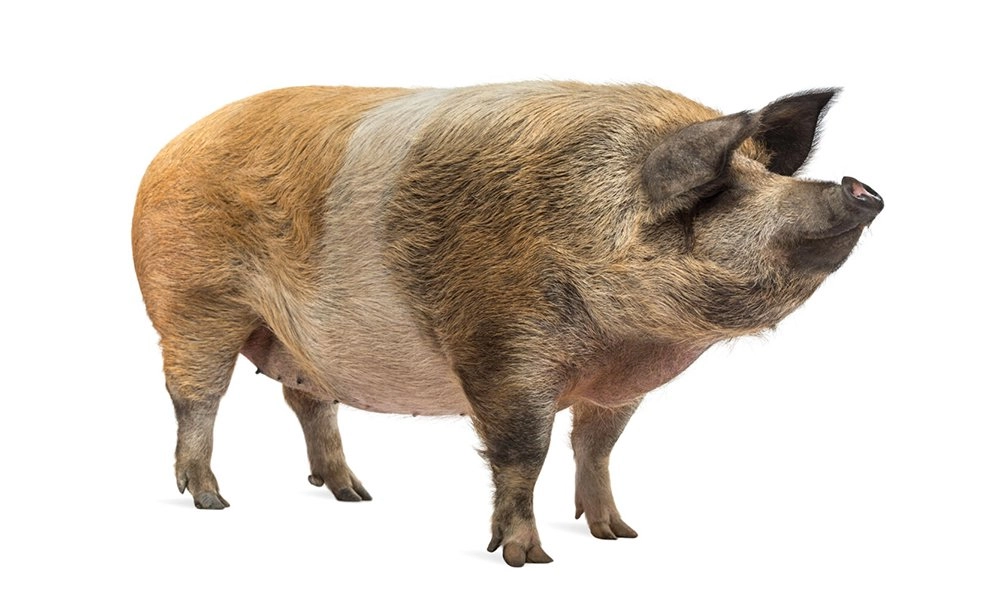 PIG