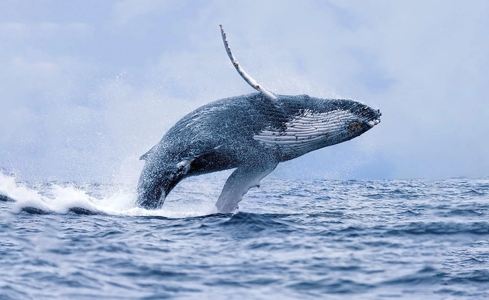 large humpback whale jumping