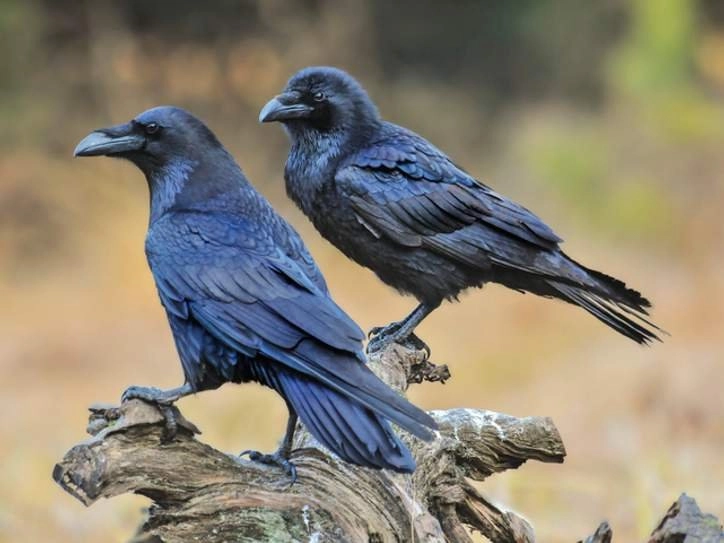 pair of common ravens on an old stump 9937 cea5f8e2b332ef3adc425290180a34a1@1x