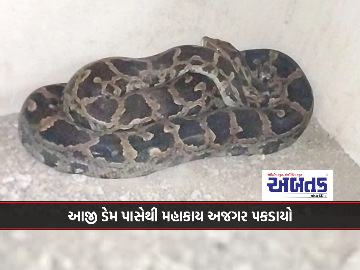 Giant python caught from Aji Dam: handed over to forest department