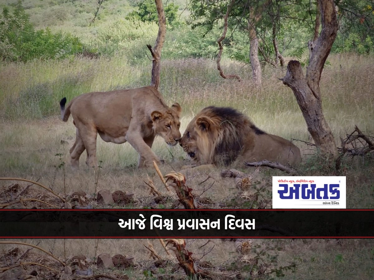 Amberdi Safari Park in Dhari attracts tourists from home and abroad