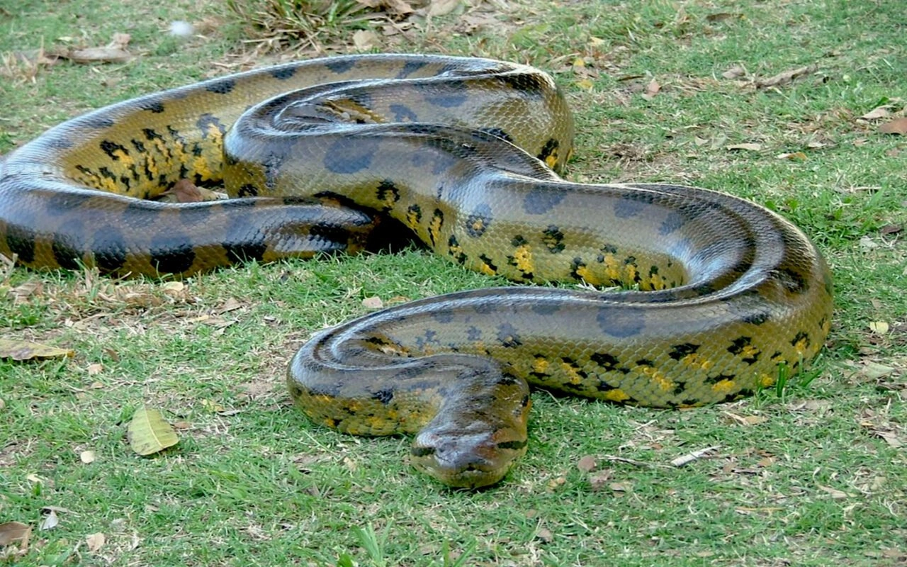 Big Green Anaconda wallpapers Hd widescreen 3840x2400 1