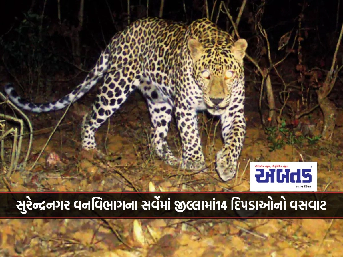 Surendranagar forest department survey found 14 leopards living in the district