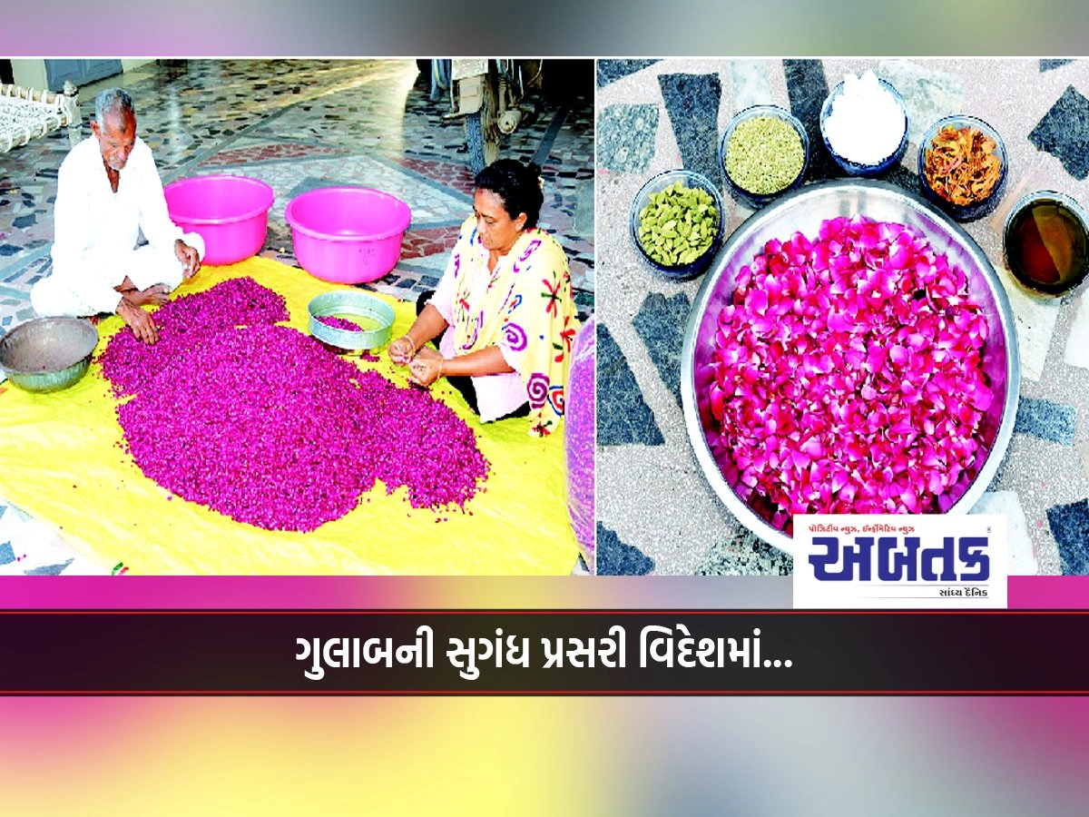 Farmers of Kanpur village in Dhrol make 'Gulkand' from native roses.