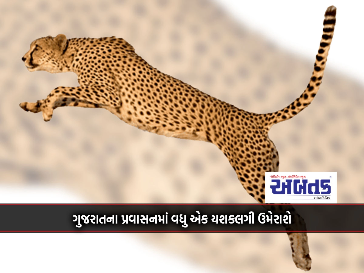 Kutch to become leopard habitat: Green flag for center to set up breeding centre