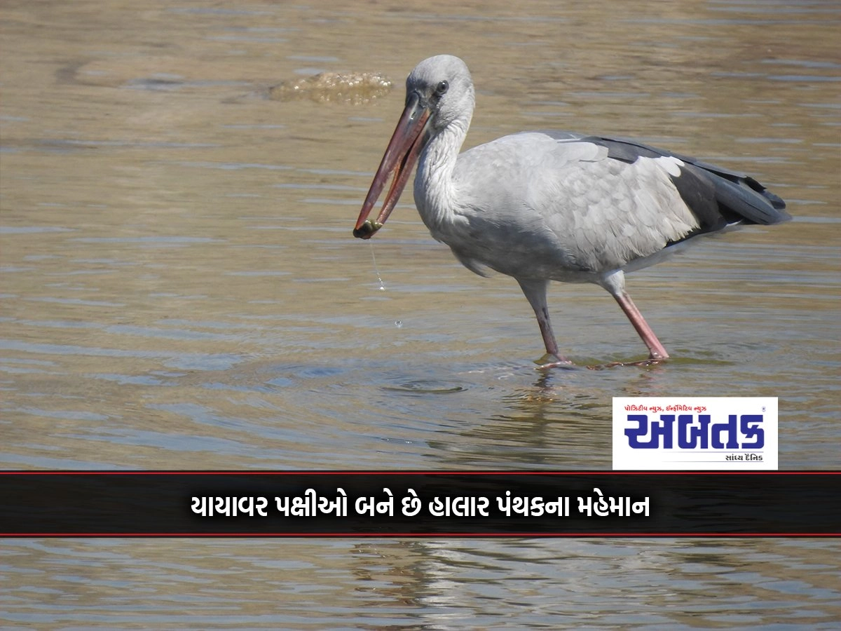 Bird count: More than 200 species of birds have been recorded in Jalpalvit-Darya Kantha area