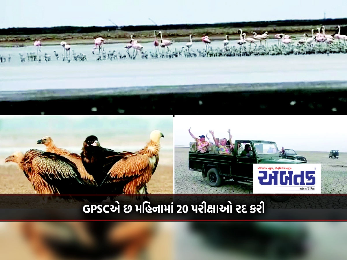 Arrival of exotic birds in the small desert of Kutch: Jamyo Mahakumbha of Yayavaro