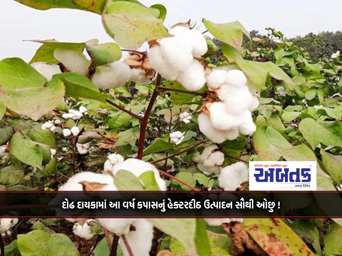 Cotton production per hectare is the lowest this year in a decade and a half!