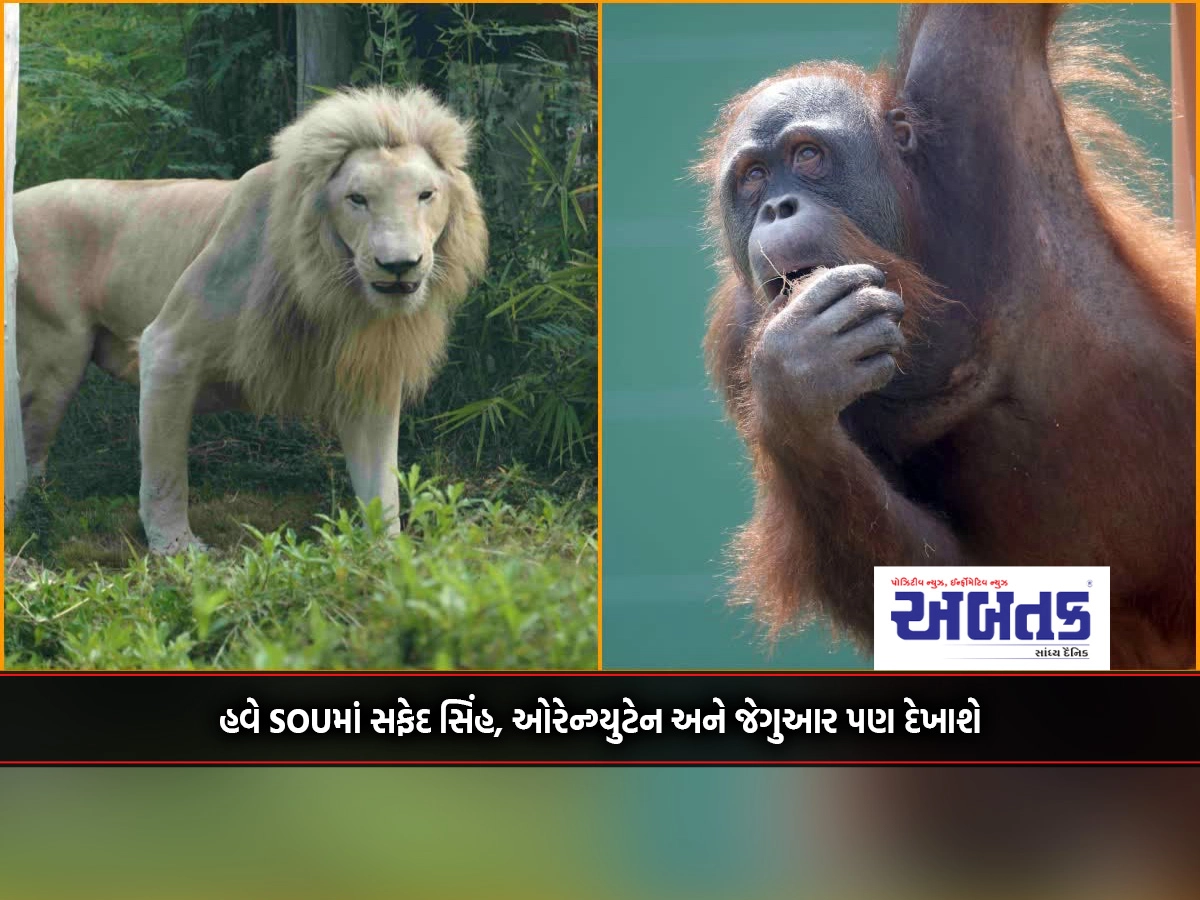 White lions, orangutans and jaguars will now also be seen in SOU