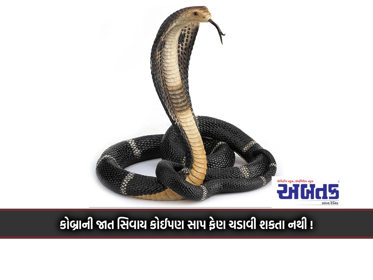 Except the cobra, no snake can grow its fangs!