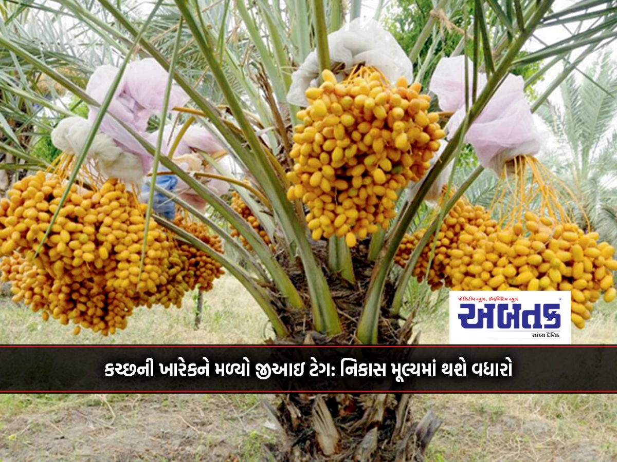 Kharek of Kutch gets GI tag: Export value will increase