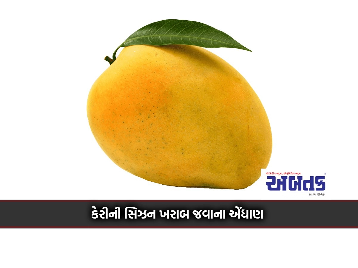 Blooms did not come due to cold weather: Mango season is expected to be bad