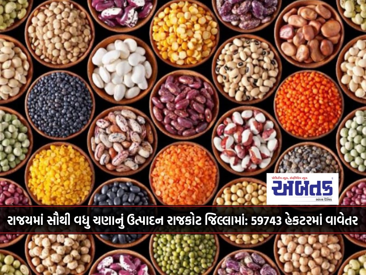 Rajkot district has the highest gram production in the state: 59743 hectares planted